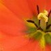 Tulip 290407